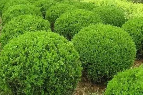 喬、灌木類(lèi)植物的養(yǎng)護(hù)要點(diǎn)，看看凱蒂分享的這6點(diǎn)！