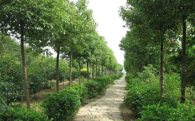 立秋后，湖北園林綠化苗木養(yǎng)護(hù)注意事項(xiàng)有哪些？