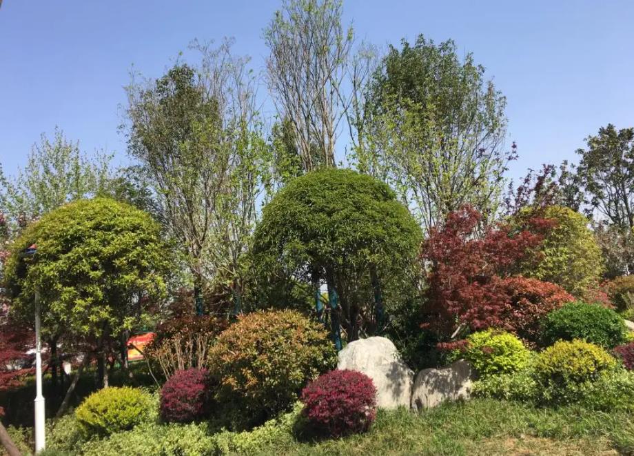 春季氣溫開始回升，襄陽(yáng)園林綠化公司做好這些養(yǎng)護(hù)舉措，苗木來年存活好，長(zhǎng)枝快