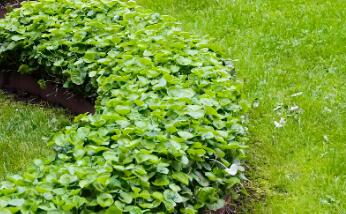 園林綠化時(shí)，植物配置的技巧有哪些呢？